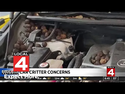 Car critter concerns What many mechanics are seeing during cold weather