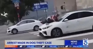 Arrest made in dog theft where victim clung to hood of getaway car in los angeles