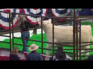 Teen who raised Fort Worth Stock Show's 2024 Grand Champion Steer reacts