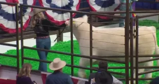 Teen who raised Fort Worth Stock Show's 2024 Grand Champion Steer reacts