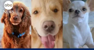 These dog breeds have a higher likelihood of getting cancer according to new research